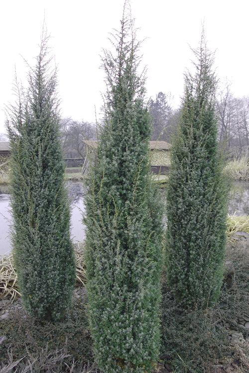  Skyrocket Columnar Juniper - 3 Gallon Pot