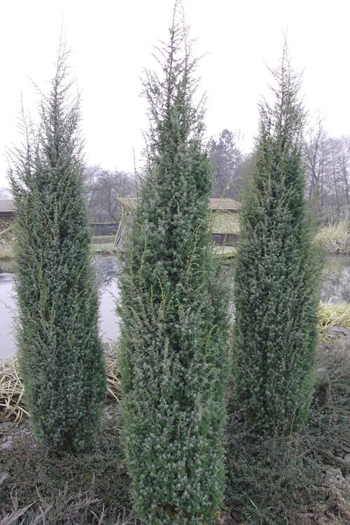  Skyrocket Columnar Juniper - 3 Gallon Pot