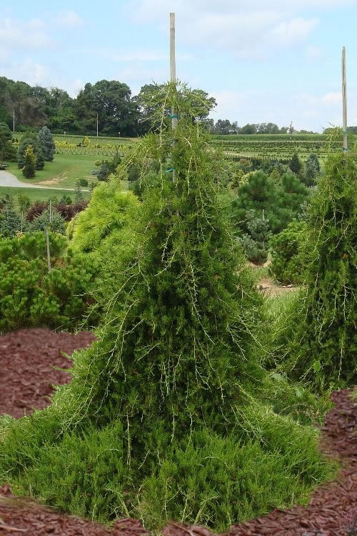  Weeping Virginia Juniper - Juniperus Virginiana 'Pendula' - 1 Gallon Pot