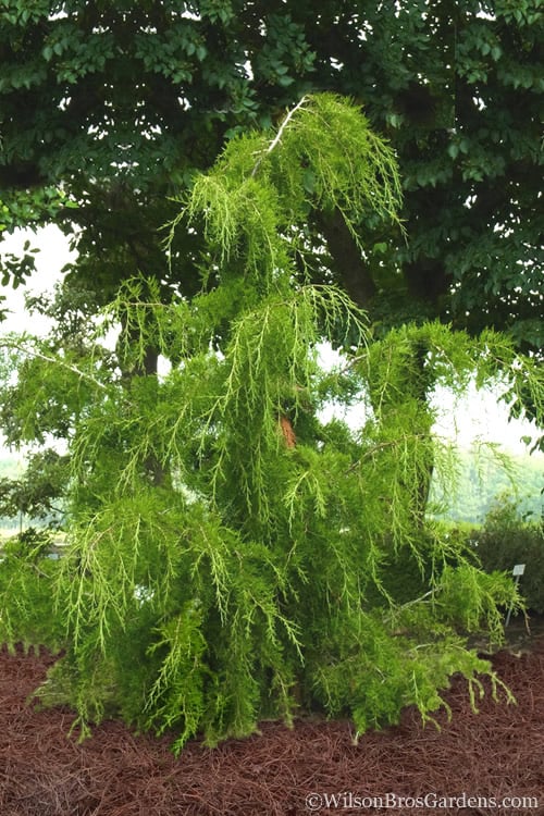 Weeping Virginia Juniper - Juniperus Virginiana 'Pendula' - 3 Gallon Pot