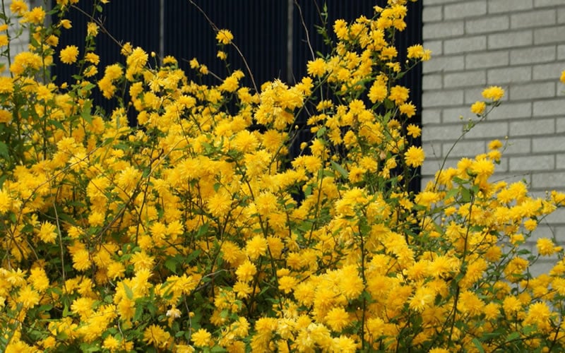  Japanese Marigold Bush - Kerria Japonica 'Pleniflora' - 3 Gallon Pot