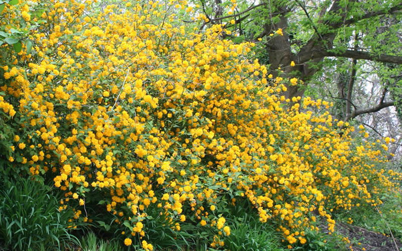  Japanese Marigold Bush - Kerria Japonica 'Pleniflora' - 1 Gallon Pot