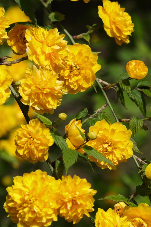  Japanese Marigold Bush (Kerria Japonica 'Pleniflora') - 5 Pack Of Quart Pots