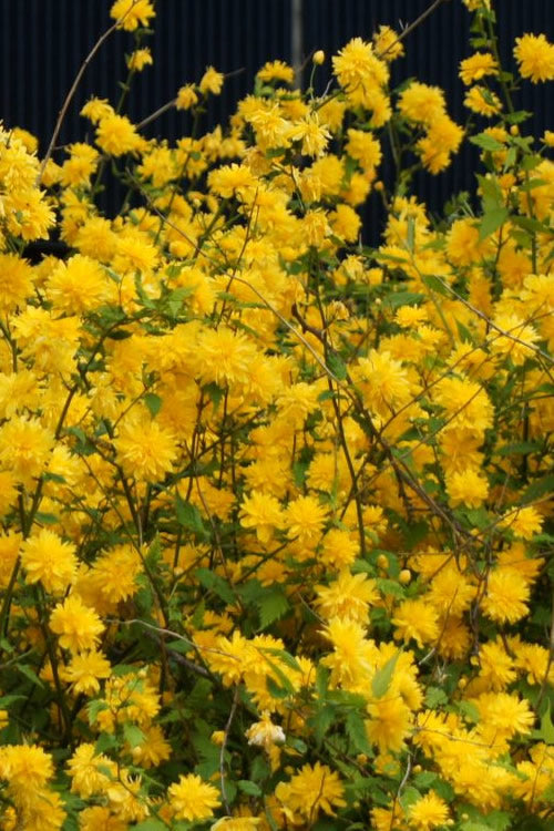  Japanese Marigold Bush - Kerria Japonica 'Pleniflora' - 6 Pack Of 1 Gallon Pots