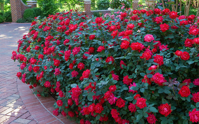  Red Double Knock Out Rose - 3 Gallon Pot