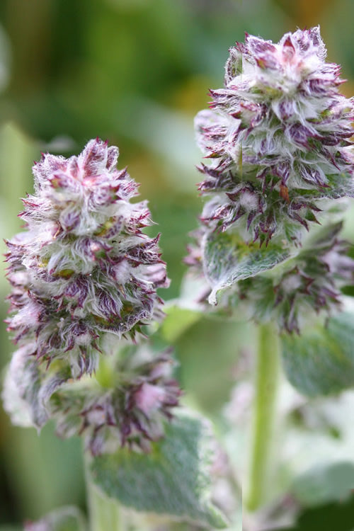  Silky Fleece Dwarf Lambs Ear (Stachys Byzantina) - 5 Pack Of Quarts Pots