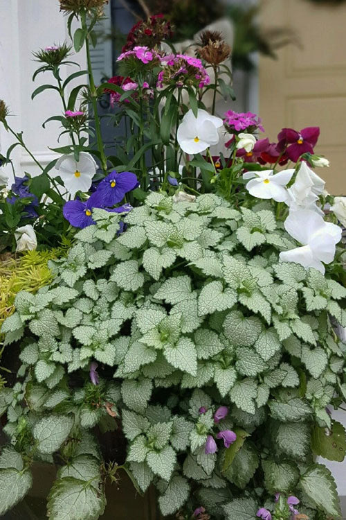  Beacon Silver Lamium - 10 Pack Of Pint Pots