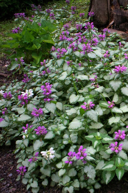  Beacon Silver Lamium - 5 Pack Of Pint Pots
