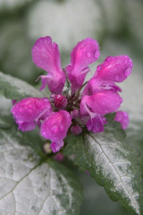  Beacon Silver Lamium - 5 Pack Of Pint Pots