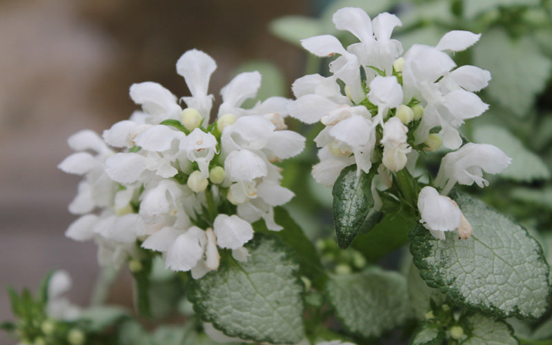  White Nancy Lamium - 5 Pack Of Pint Pots