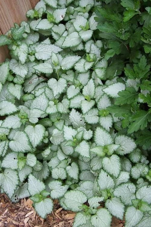  White Nancy Lamium - 5 Pack Of Pint Pots