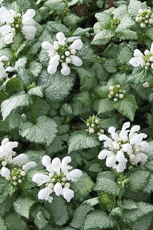  White Nancy Lamium - 5 Pack Of Pint Pots