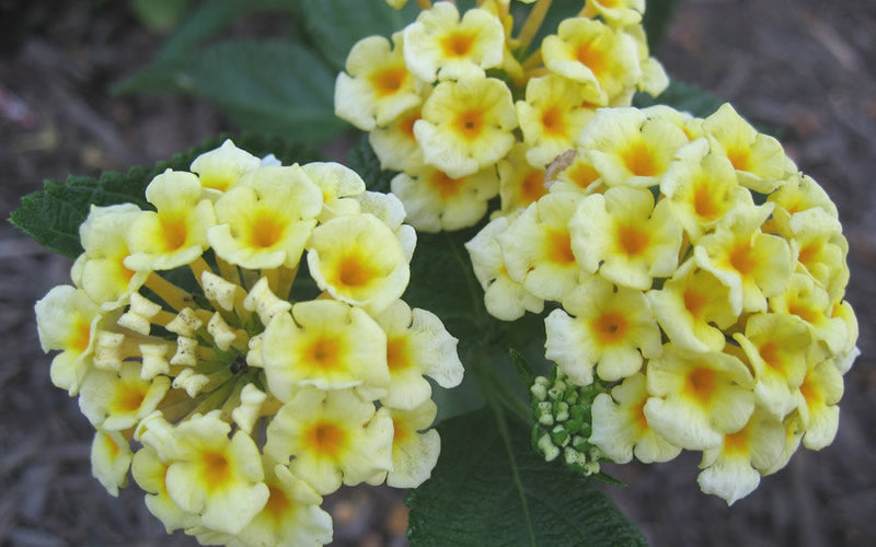  Chapel Hill Yellow Hardy Lantana - 1 Gallon Pot