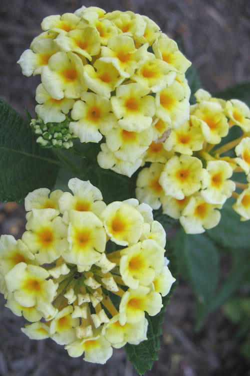  Chapel Hill Yellow Hardy Lantana - 1 Gallon Pot