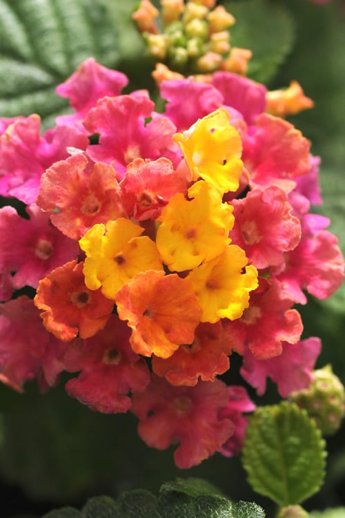  Little Lucky Hot Pink Lantana - 5 Pack Of Quart Pots