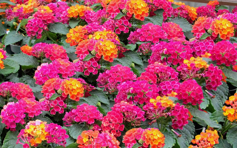  Little Lucky Hot Pink Lantana - 5 Pack Of Quart Pots