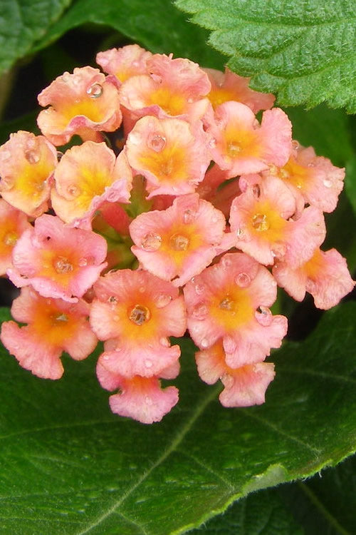  Little Lucky Peach Glow Lantana - 1 Gallon Pot