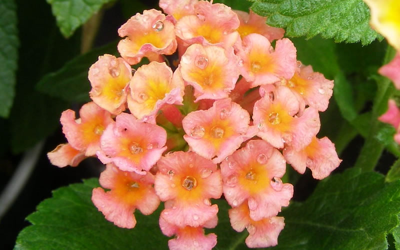  Little Lucky Peach Glow Lantana - 1 Gallon Pot