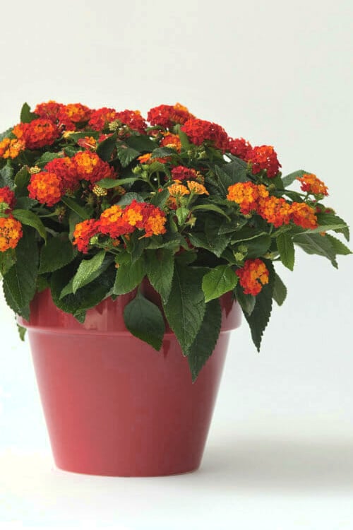  Little Lucky Red Lantana - 5 Pack Of Quart Pots