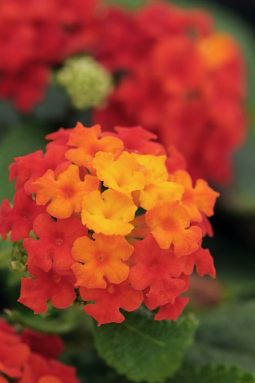  Little Lucky Red Lantana - 5 Pack Of Quart Pots
