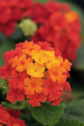  Little Lucky Red Lantana - 5 Pack Of Quart Pots