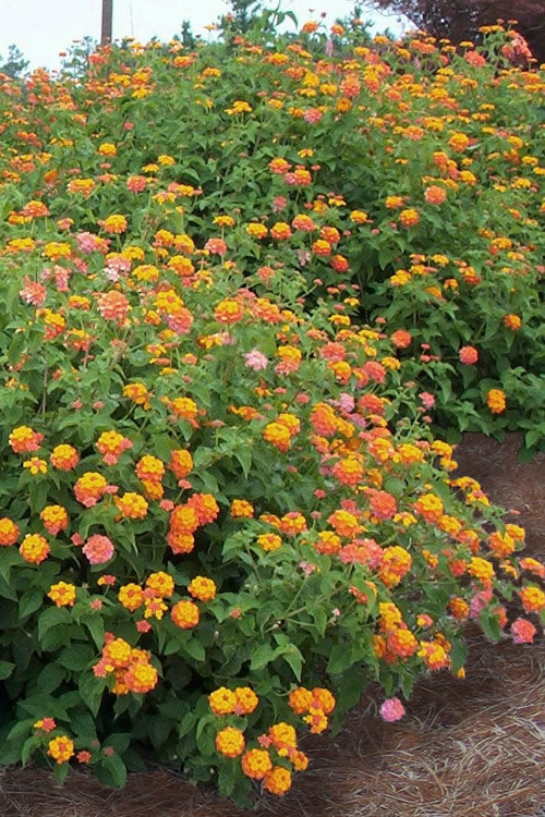 Miss Huff Hardy Lantana - 1 Gallon Pot (Sale)