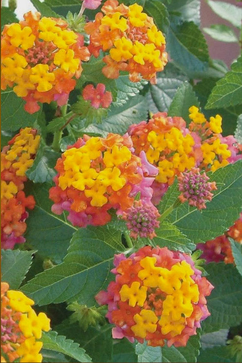  Miss Huff Hardy Lantana - 5 Pack Of Pint Pots