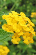 New Gold Hardy Lantana - 6 Pack Of 1 Gallon Pots