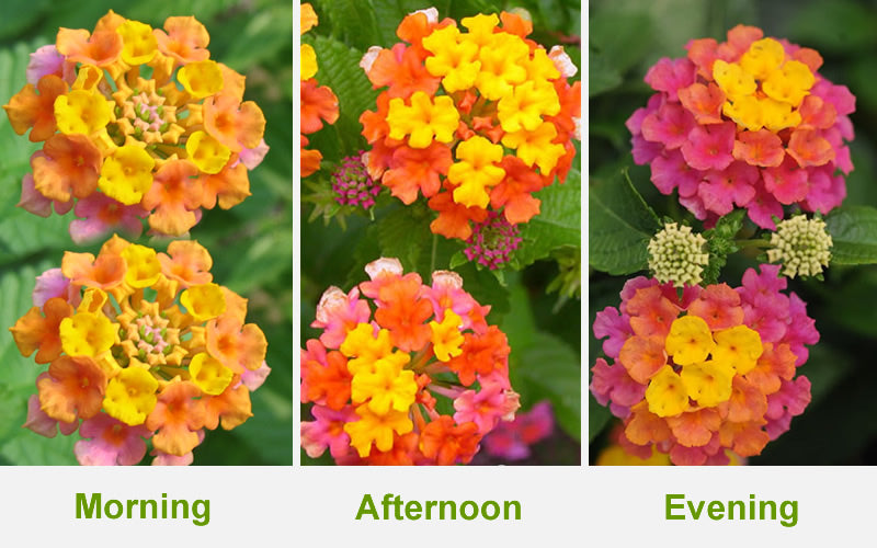  Sonset Hardy Lantana - 1 Gallon Pot