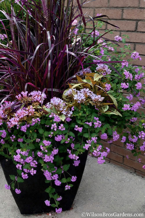  Trailing Lavender Lantana - 18 Pack Of Pint Pots