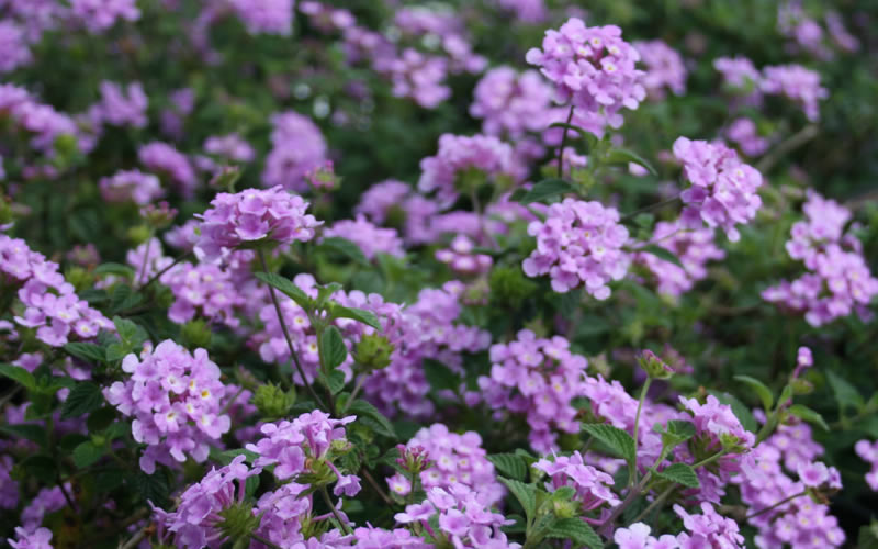  Trailing Lavender Lantana - 18 Pack Of Pint Pots