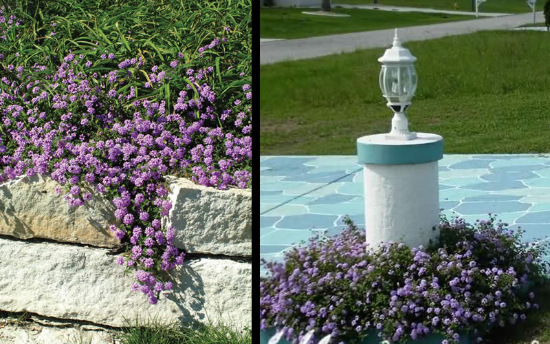  Trailing Lavender Lantana - 18 Pack Of Pint Pots