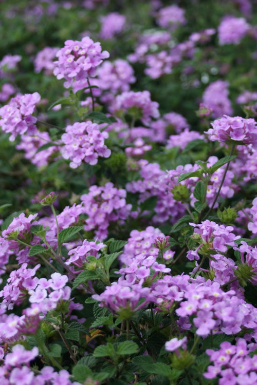  Trailing Lavender Lantana - 1 Gallon Pot