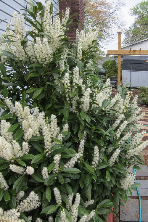  Schip Laurel (Prunus Laurocersasus 'Schipkaensis') - 1 Gallon Pot