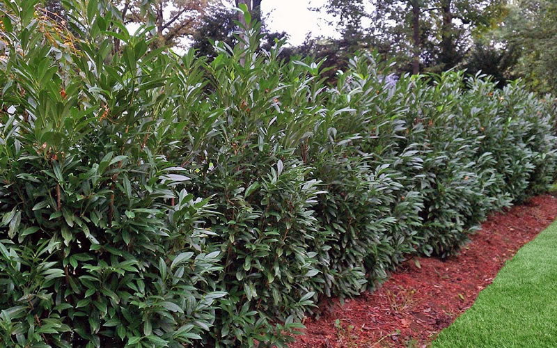  Schip Laurel (Prunus Laurocersasus 'Schipkaensis') - 7 Gallon Pot