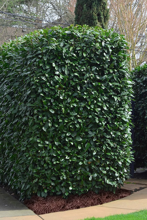  Schip Laurel (Prunus Laurocersasus 'Schipkaensis') - 1 Gallon Pot