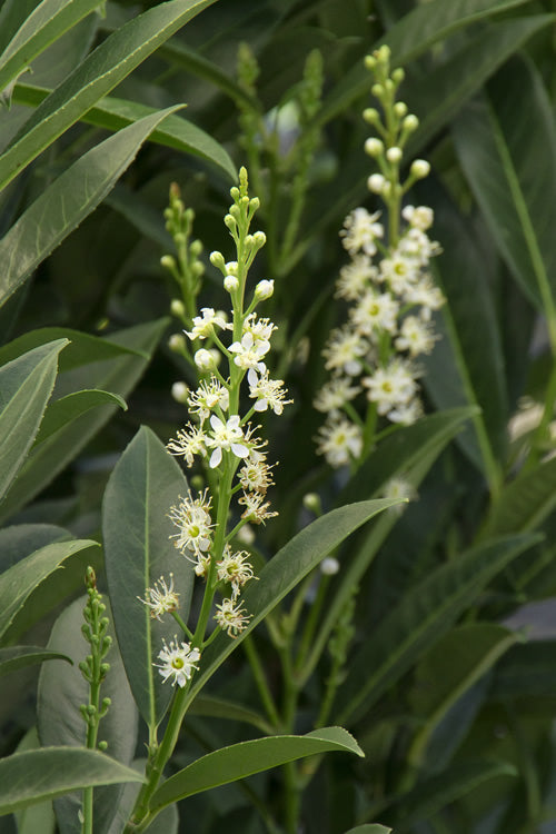  Schip Laurel (Prunus Laurocersasus 'Schipkaensis') - 1 Gallon Pot