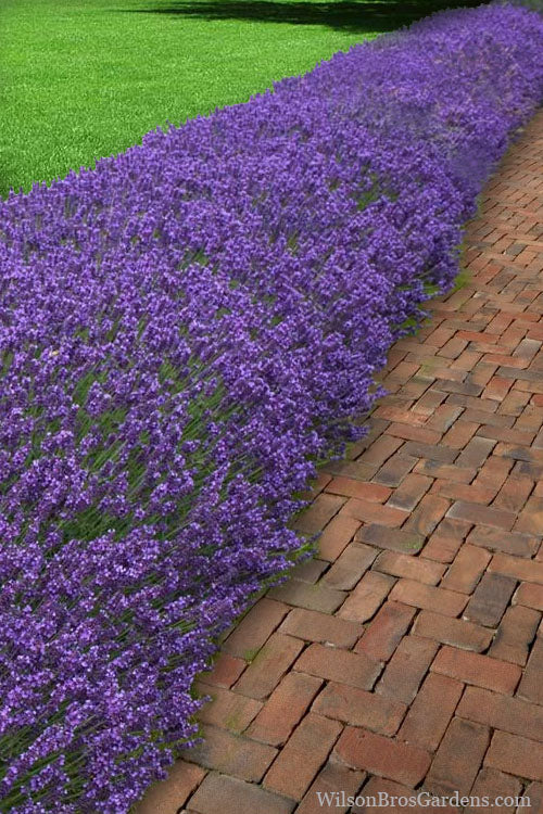  Hidcote Blue English Lavender - 5 Pack Of Quart Pots