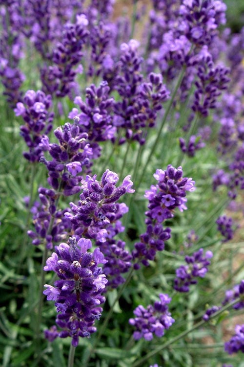  Hidcote Blue English Lavender - 1 Gallon Pot