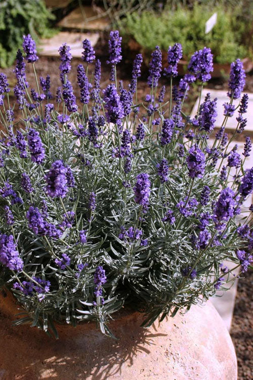  Hidcote Blue English Lavender - 6 Pack Of Pint Pots