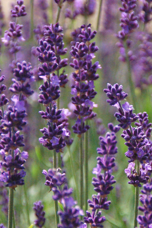  Phenomenal Lavender - 10 Pack Of Quart Pots