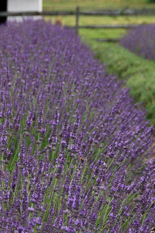  Phenomenal Lavender - 1 Gallon Pot