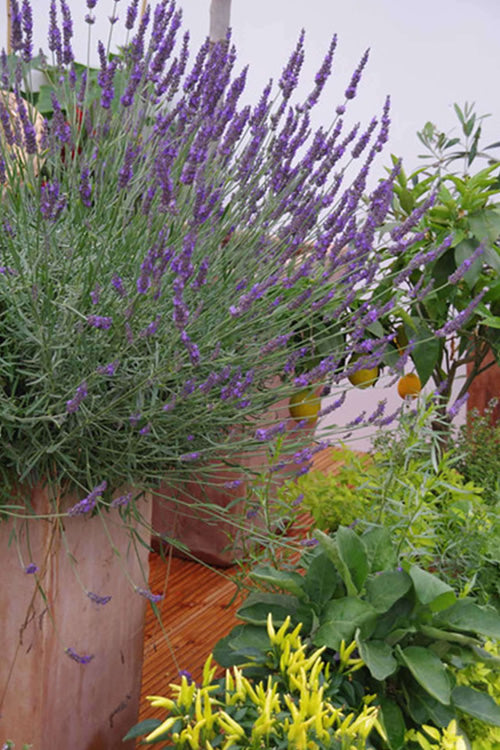  Phenomenal Lavender - 18 Pack Of Pint Pots