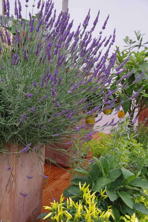 Phenomenal Lavender - 5 Pack Of Quart Pots