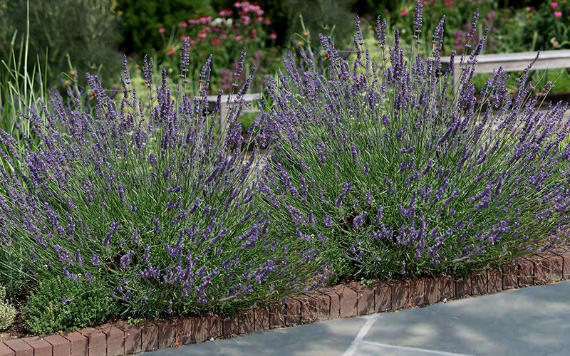  Phenomenal Lavender - 10 Pack Of Quart Pots