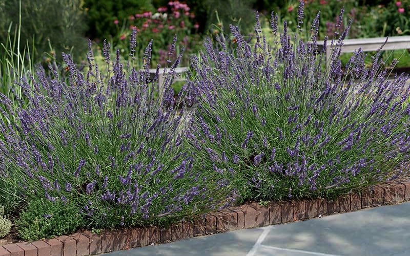  Phenomenal Lavender - 1 Gallon Pot