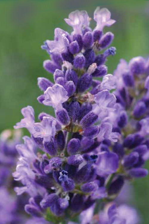  SuperBlue English Lavender - 1 Gallon Pot