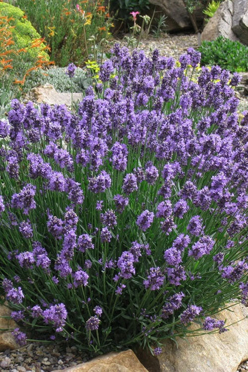  SuperBlue English Lavender - 1 Gallon Pot