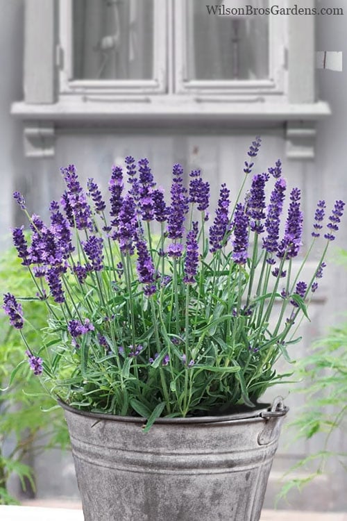  SuperBlue English Lavender - 1 Gallon Pot