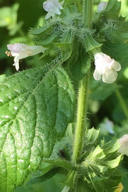  Lemon Balm Plant - 1 Gallon Pot